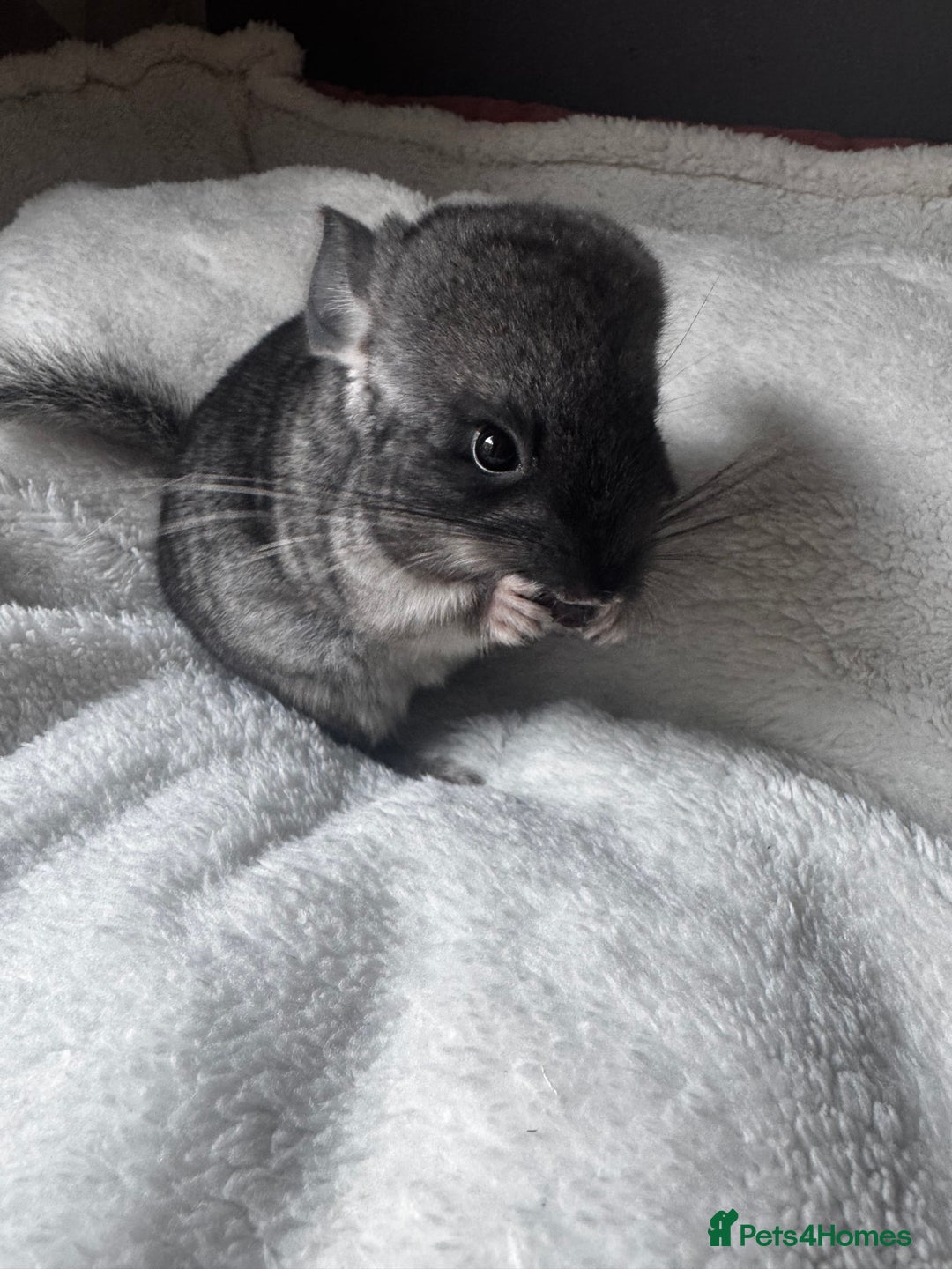 Chinchilla rodents for sale: 1 Grey Male Baby Chinchilla For Sale  - Image 2