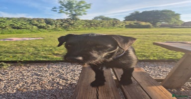 Mixed Breed dogs - Advert 16