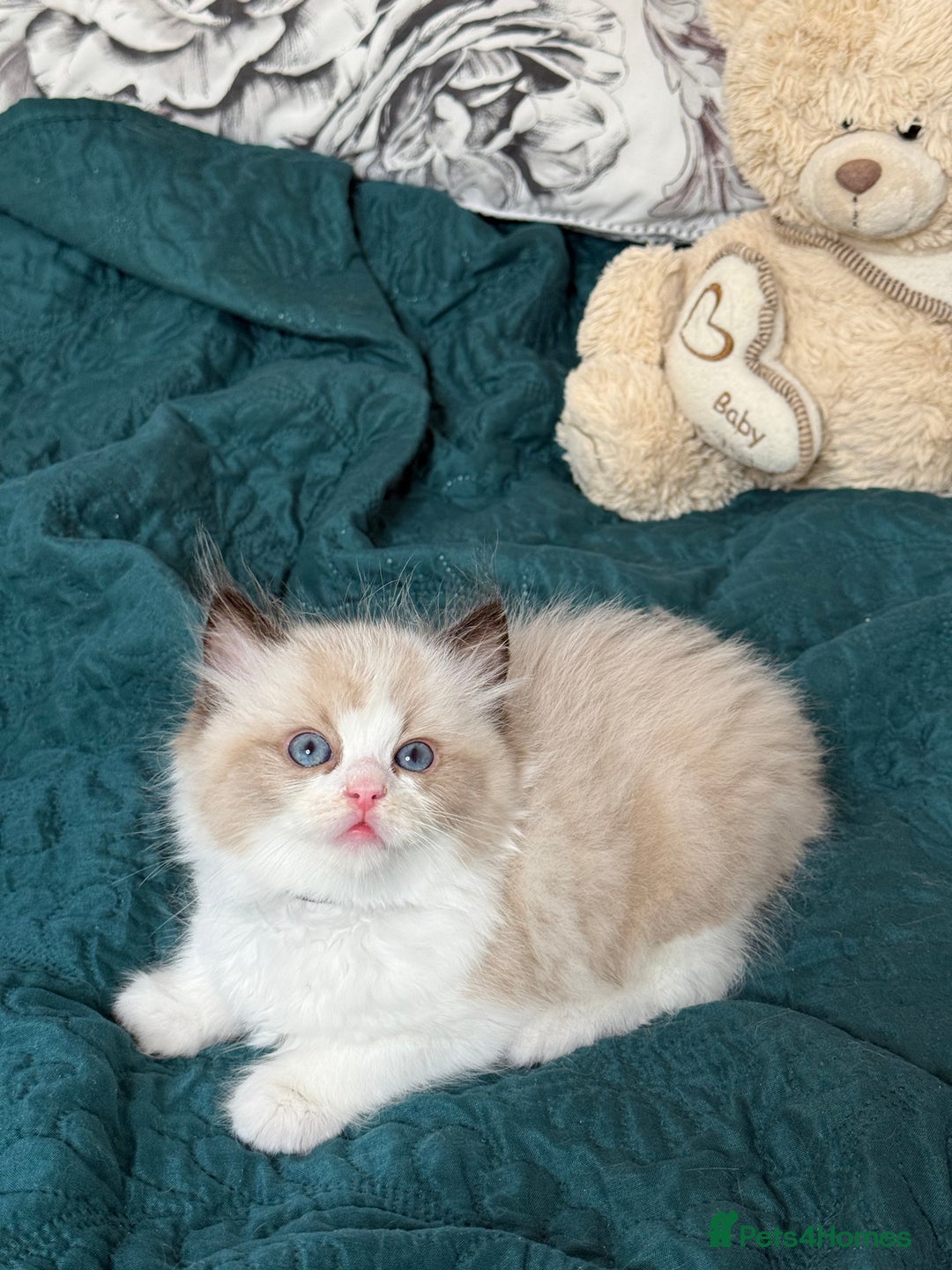 Ragdoll cats for sale: Beautiful Ragdoll kittens TICA - Advert 6