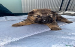 Mixed Breed dogs for sale: shar pei puppys - Image 10