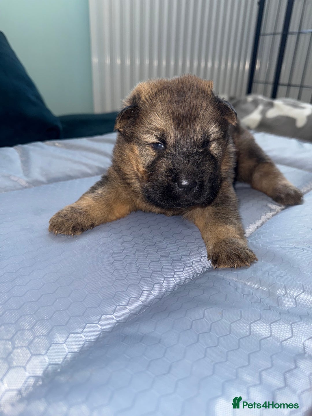 Mixed Breed dogs for sale: shar pei puppys - Image 10