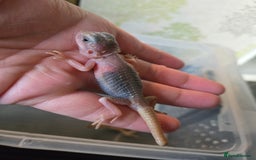 Bearded Dragon reptiles for sale: Trans zero bearded dragon.  - Image 2