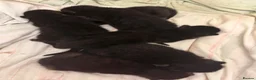 Domestic Shorthair cats for sale: Adorable Kittens looking for Their Forever Homes  - Advert 4