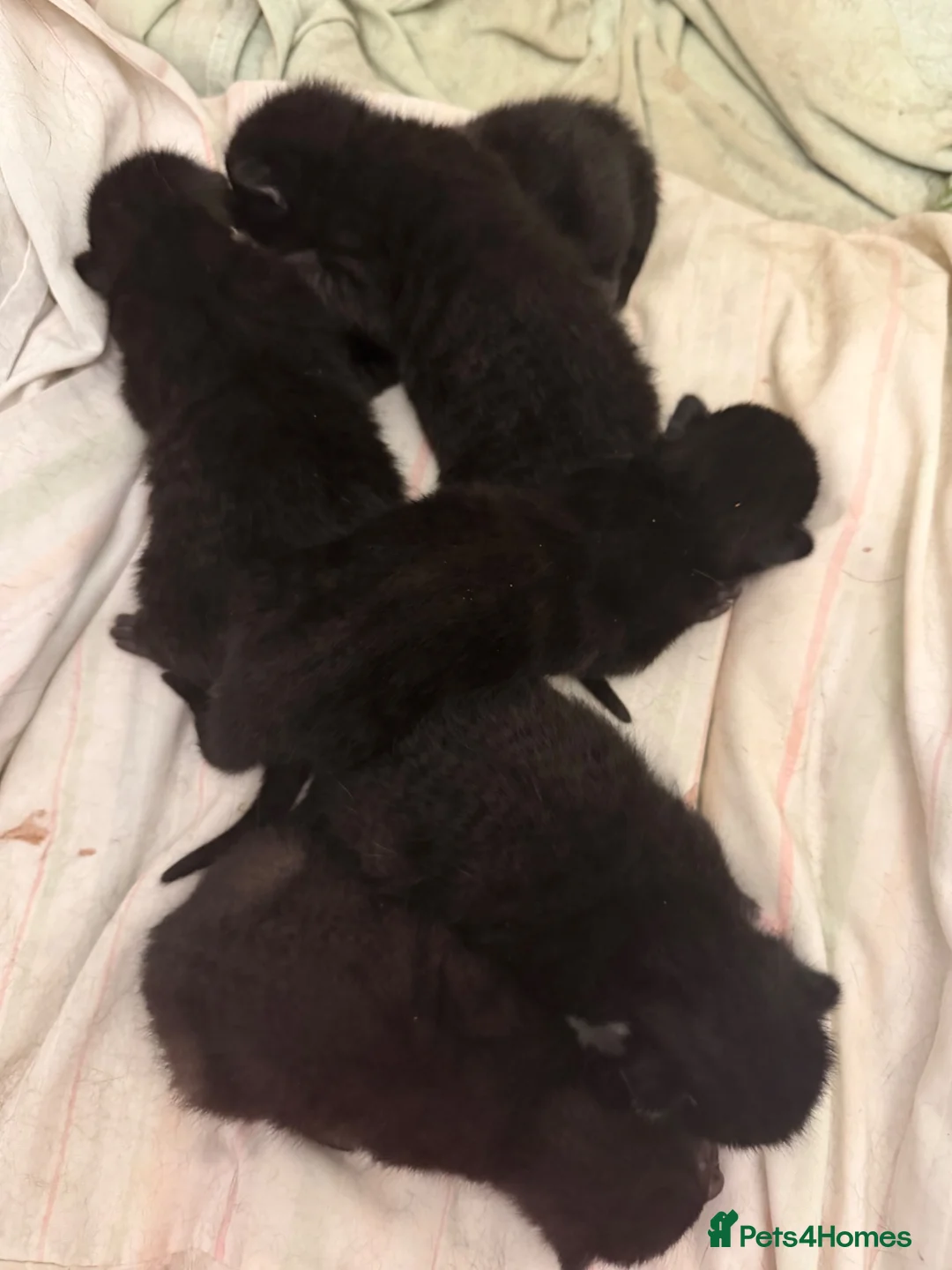 Domestic Shorthair cats for sale: Adorable Kittens looking for Their Forever Homes  - Advert 4