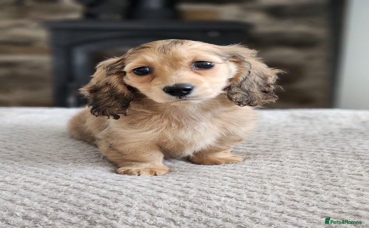 Miniature Dachshund dogs - Advert 16