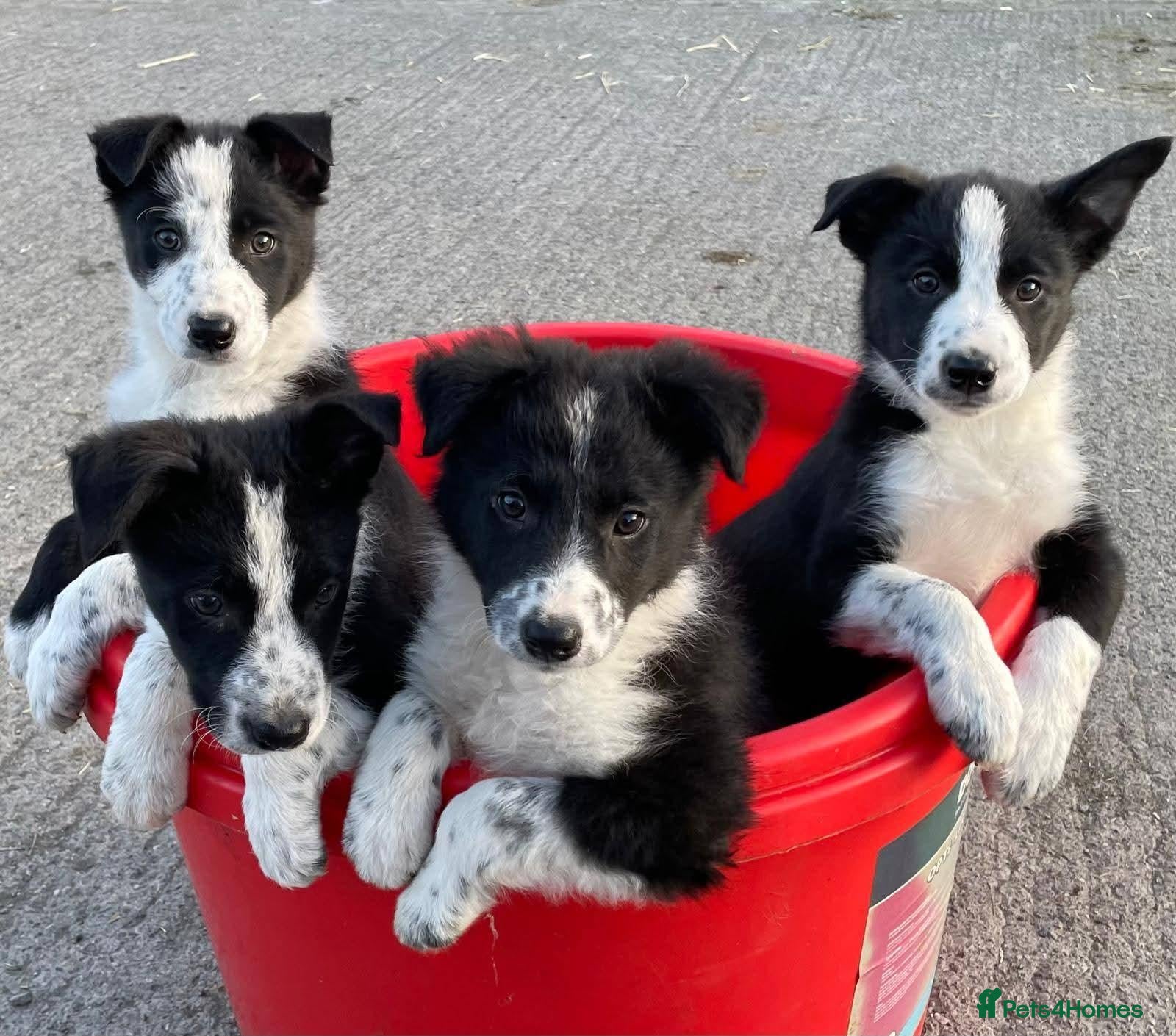 Border Collie dogs for sale: 5 Beautiful Border Collie Puppies - Advert 19