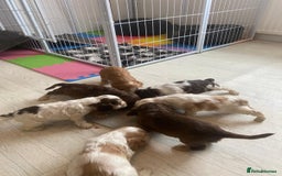 Cocker Spaniel dogs for sale: Show type cocker spaniels  - Image 38