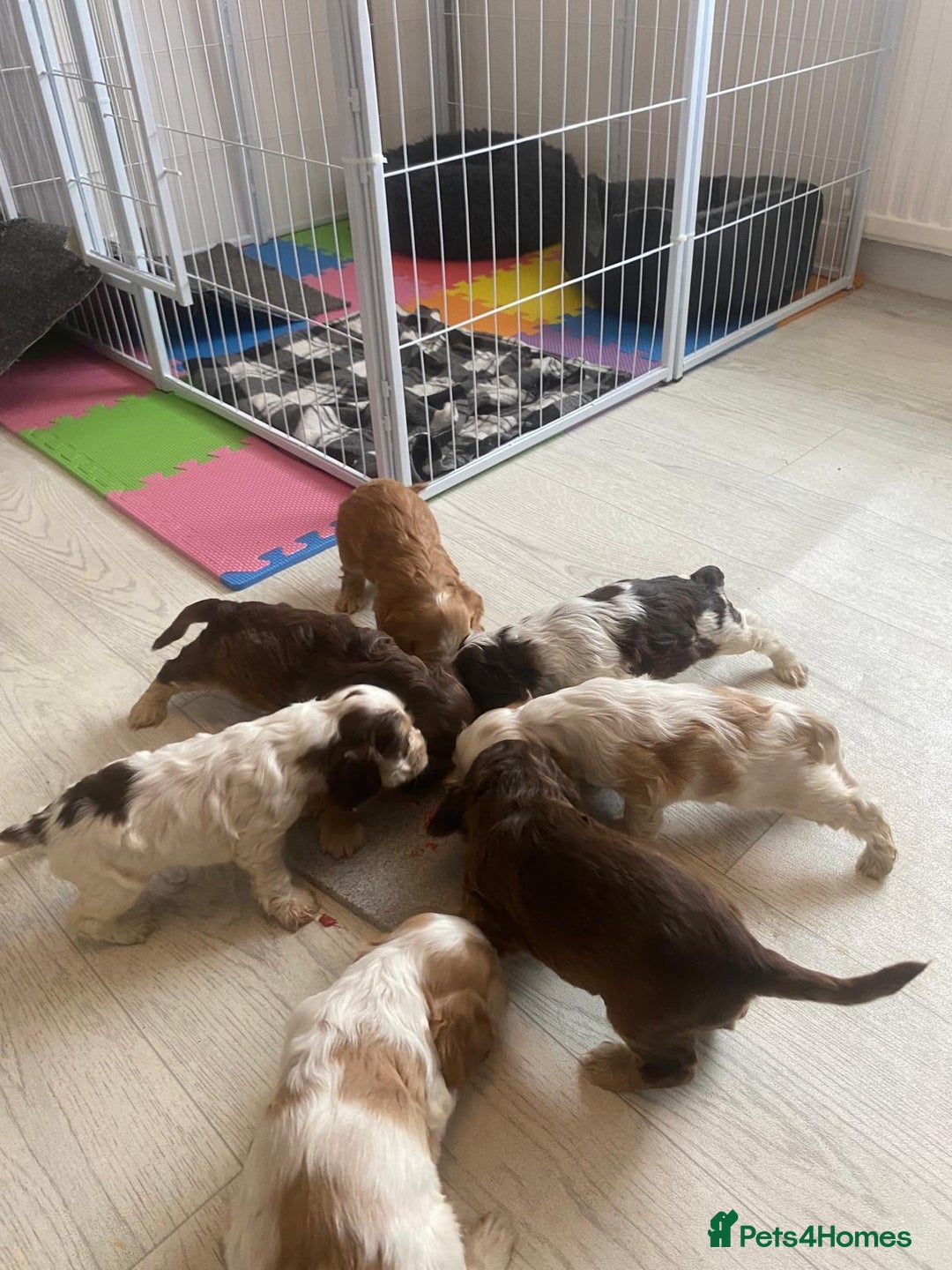 Cocker Spaniel dogs for sale: Show type cocker spaniels  - Image 38