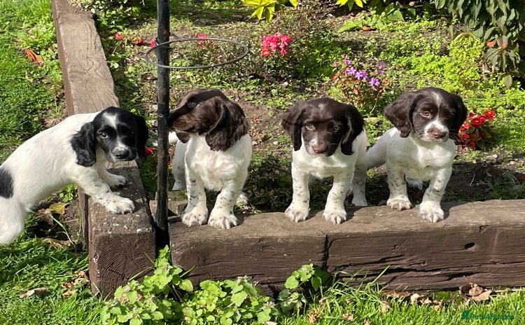 English Springer Spaniel dogs - Advert 7