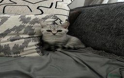 Scottish Fold cats for sale:  BEAUTIFUL female kitten🩷 - Image 2