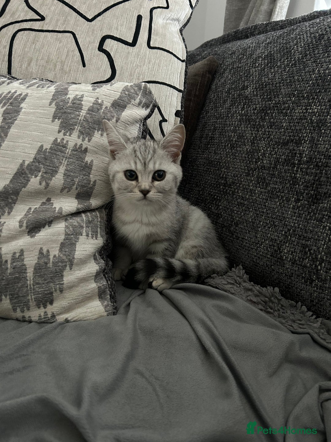 Scottish Fold cats for sale:  BEAUTIFUL female kitten🩷 - Image 2