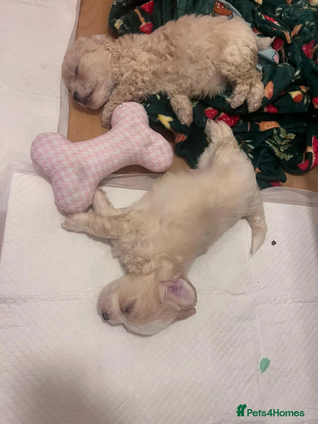 Maltipoo dogs for sale: Rare colours beautiful maltipoo puppies  - Advert 1