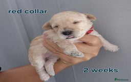 Poochon dogs for sale: Poochons - Image 6
