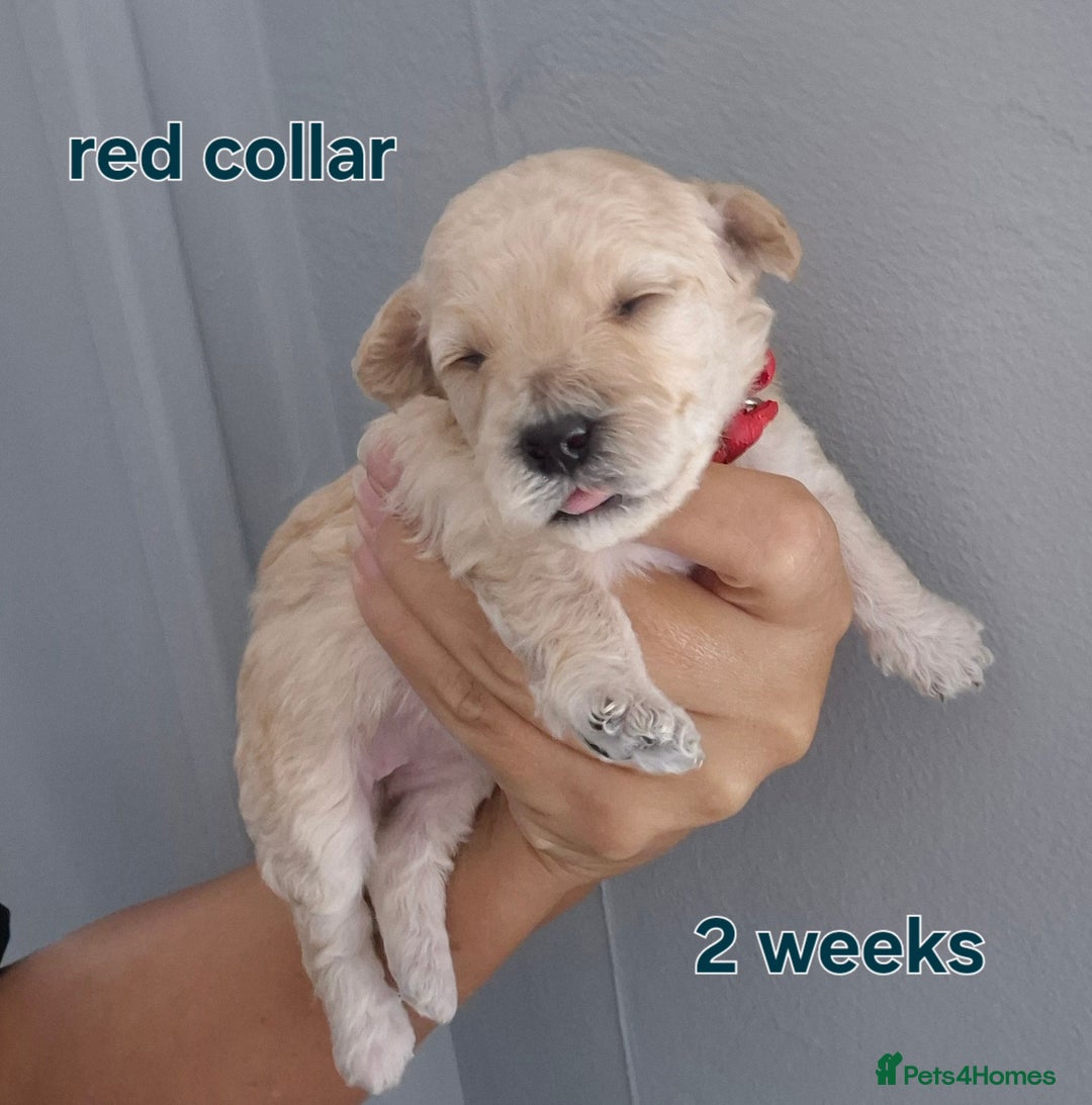 Poochon dogs for sale: Poochons - Image 6