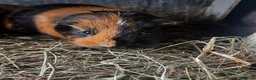 Guinea Pig rodents for sale: Beautiful Well Handled Babies  - Advert 6