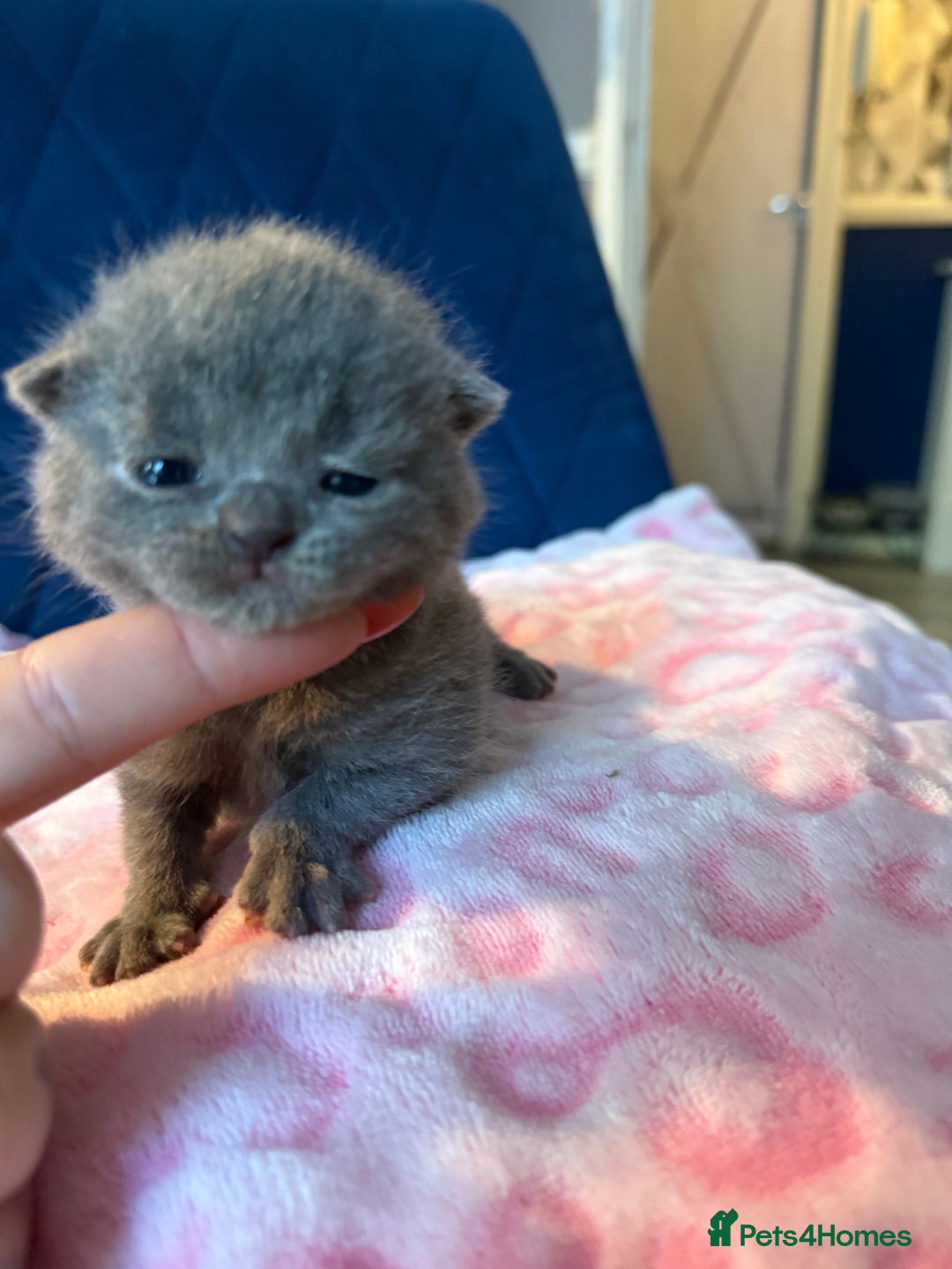 British Shorthair cats for sale: Pure British Shorthair Champion line 🥇🏆😻  - Image 24