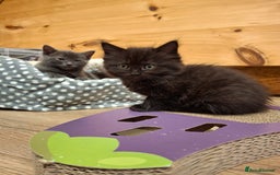 Ragdoll cats for sale: Ragdoll x BSH - Image 5
