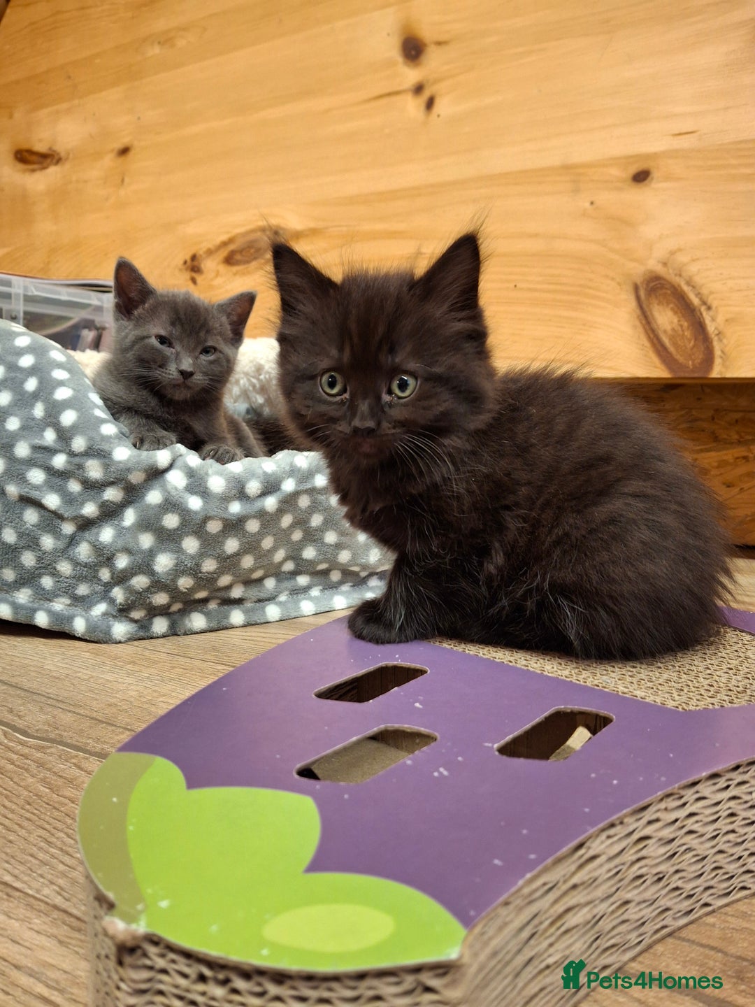 Ragdoll cats for sale: Ragdoll x BSH - Image 5