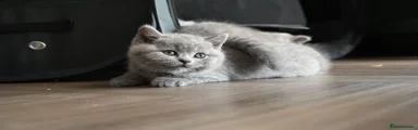 British Shorthair all 3 
