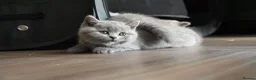 British Shorthair cats for sale: 3 Stunning Pure Breed British Shorthairs in Broadstone - Advert 4