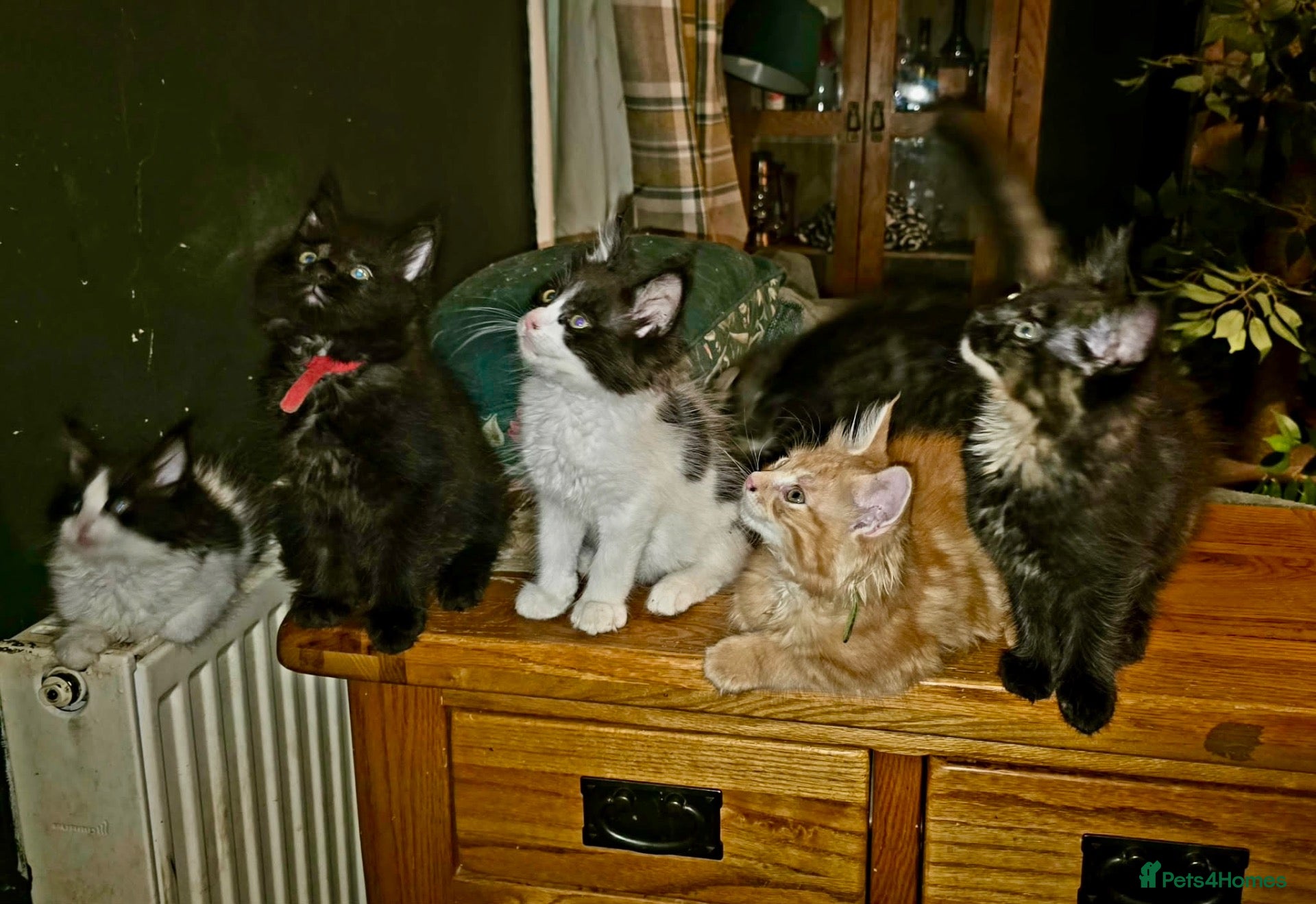 Maine Coon cats Mainecoon Ragdoll cross kittens  - Advert 1