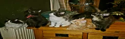 Maine Coon cats for sale: Mainecoon Ragdoll cross kittens  in Doncaster - Advert 1
