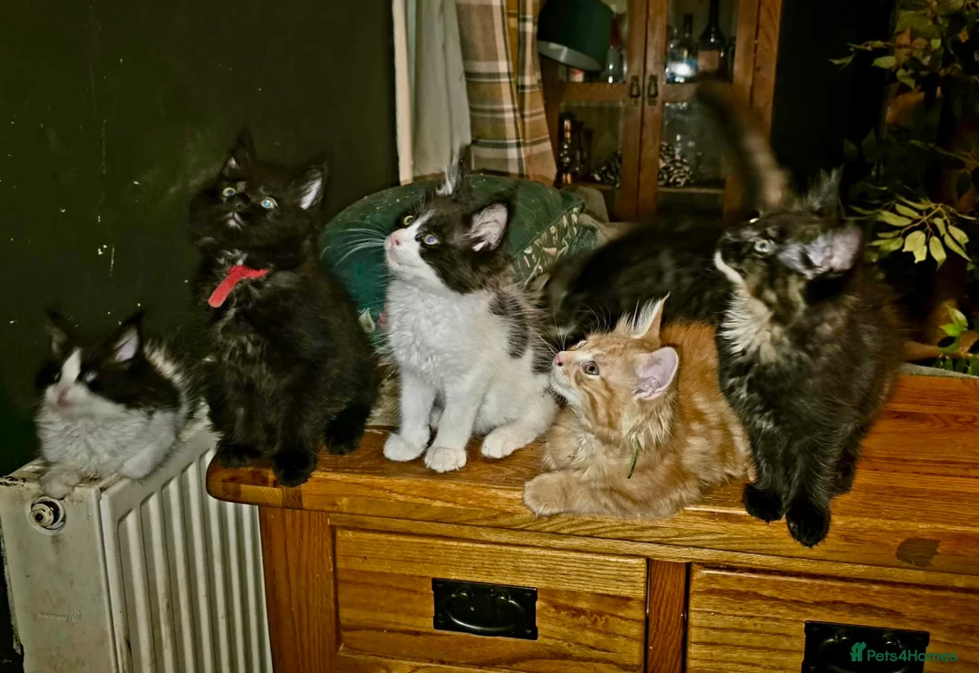 Maine Coon cats for sale: Mainecoon Ragdoll cross kittens  in Doncaster - Advert 1