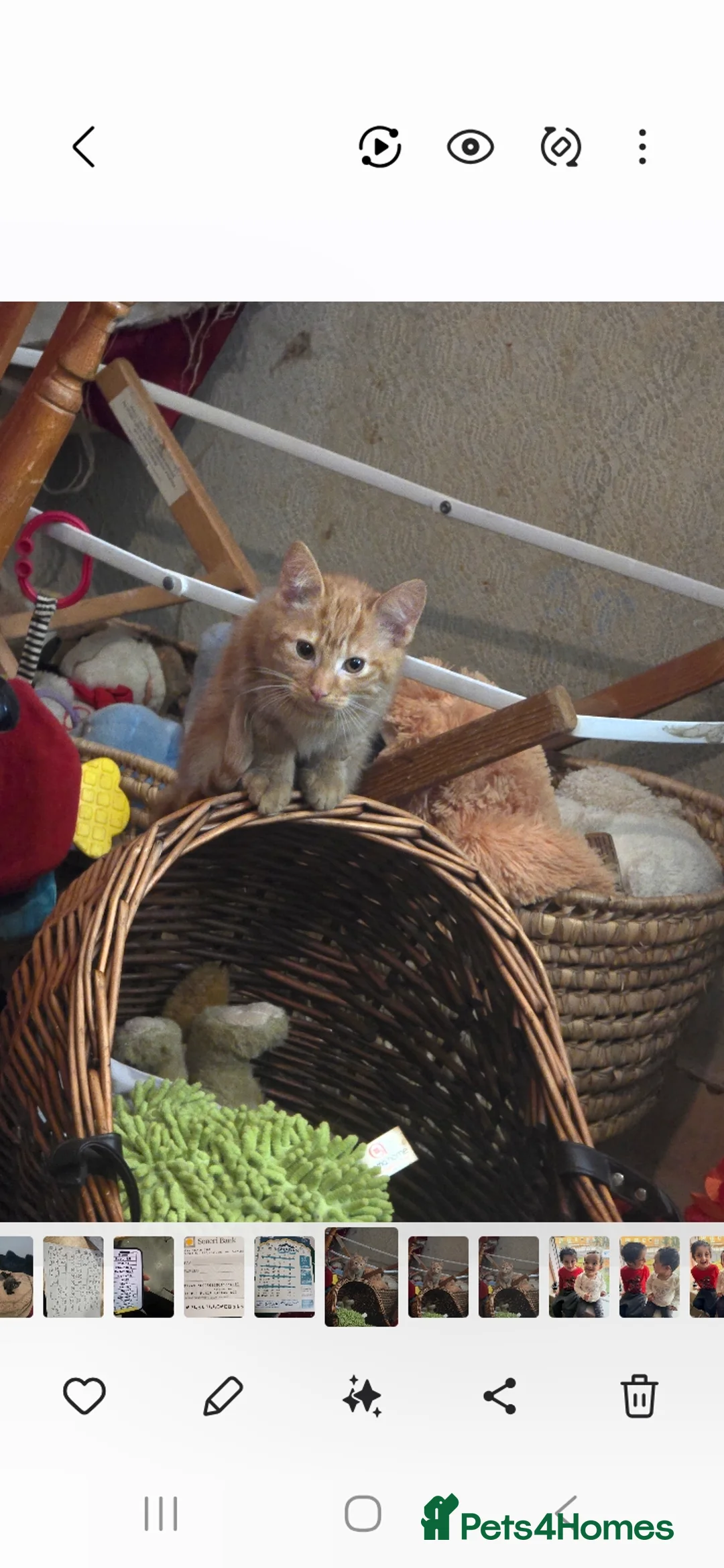 Mixed Breed cats for sale: Kittens for sale  - Advert 3