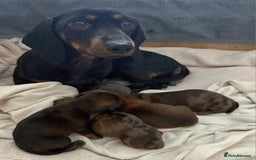 Dachshund dogs for sale: Adorable miniature dachshunds - Advert 3
