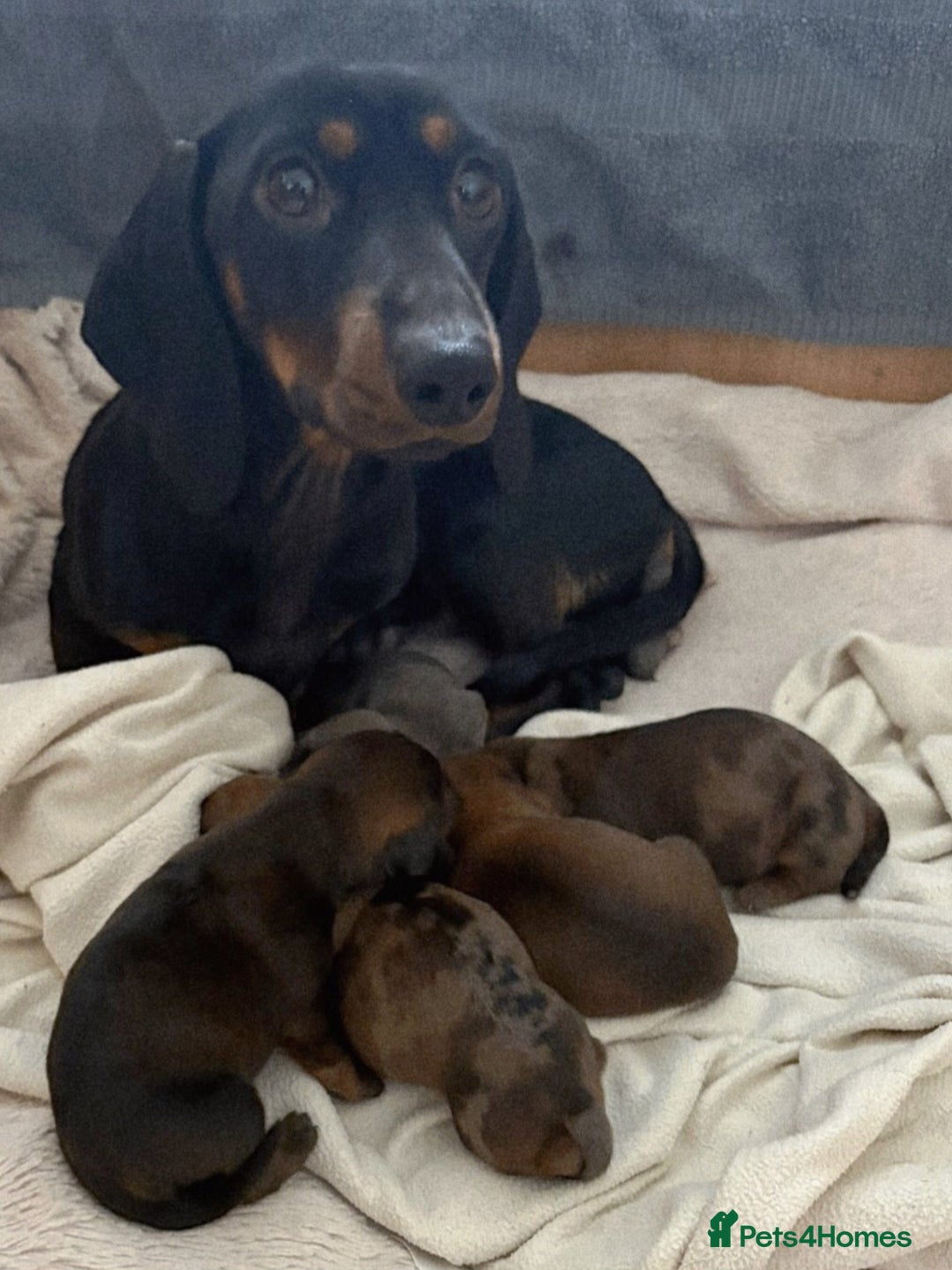 Dachshund dogs for sale: Adorable miniature dachshunds - Advert 3