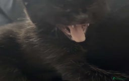 Mixed Breed cats for sale: Two black males - Image 3