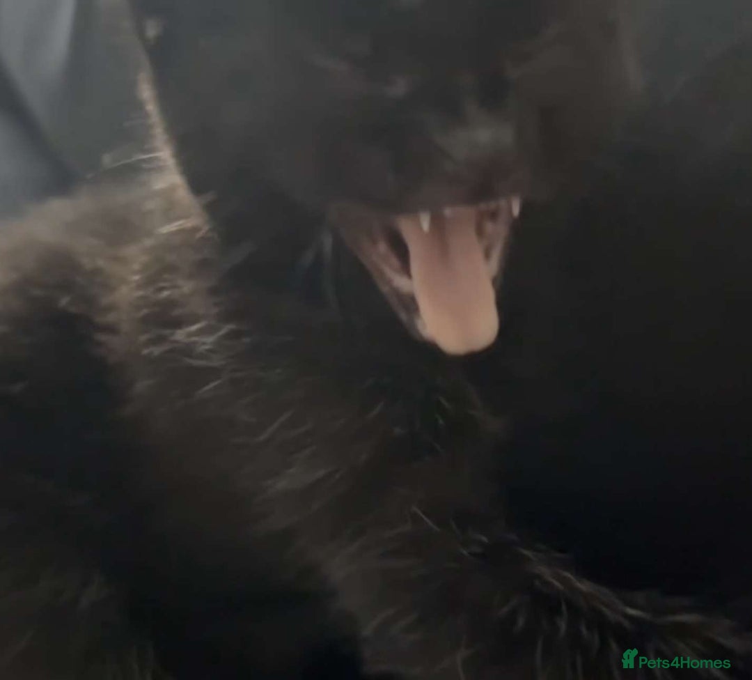 Mixed Breed cats for sale: Two black males - Image 3