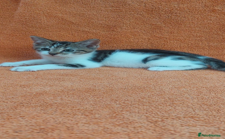 Domestic Shorthair cats - Advert 3