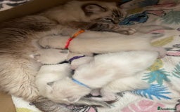 Ragdoll cats for sale: GCCF Seal point and bi colour Ragdoll Kittens - Image 16