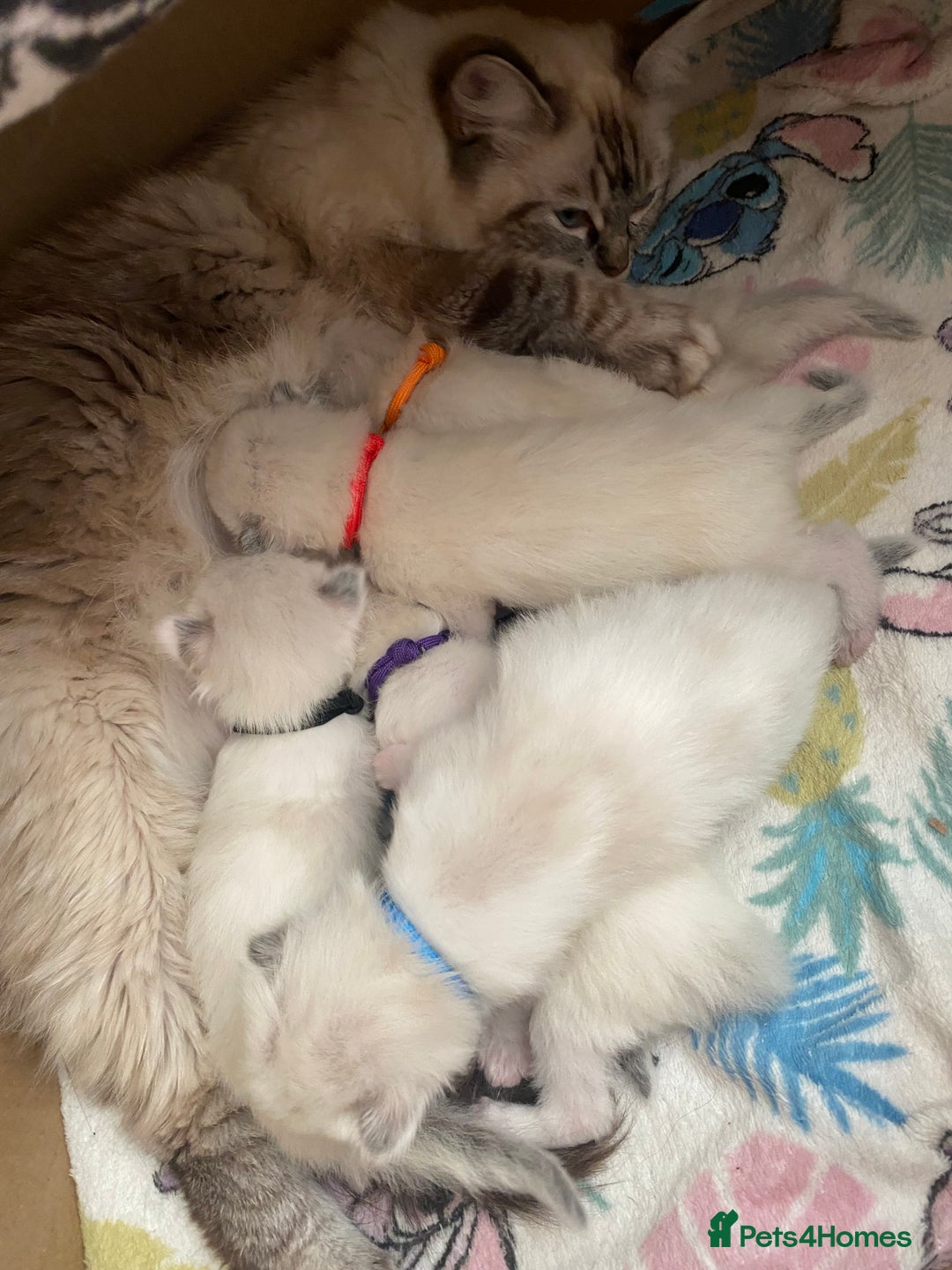 Ragdoll cats for sale: GCCF Seal point and bi colour Ragdoll Kittens - Image 16