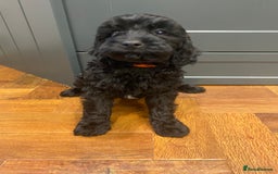 Cavapoochon dogs for sale: Gorgeous litter of Cavapoochon  - Image 14