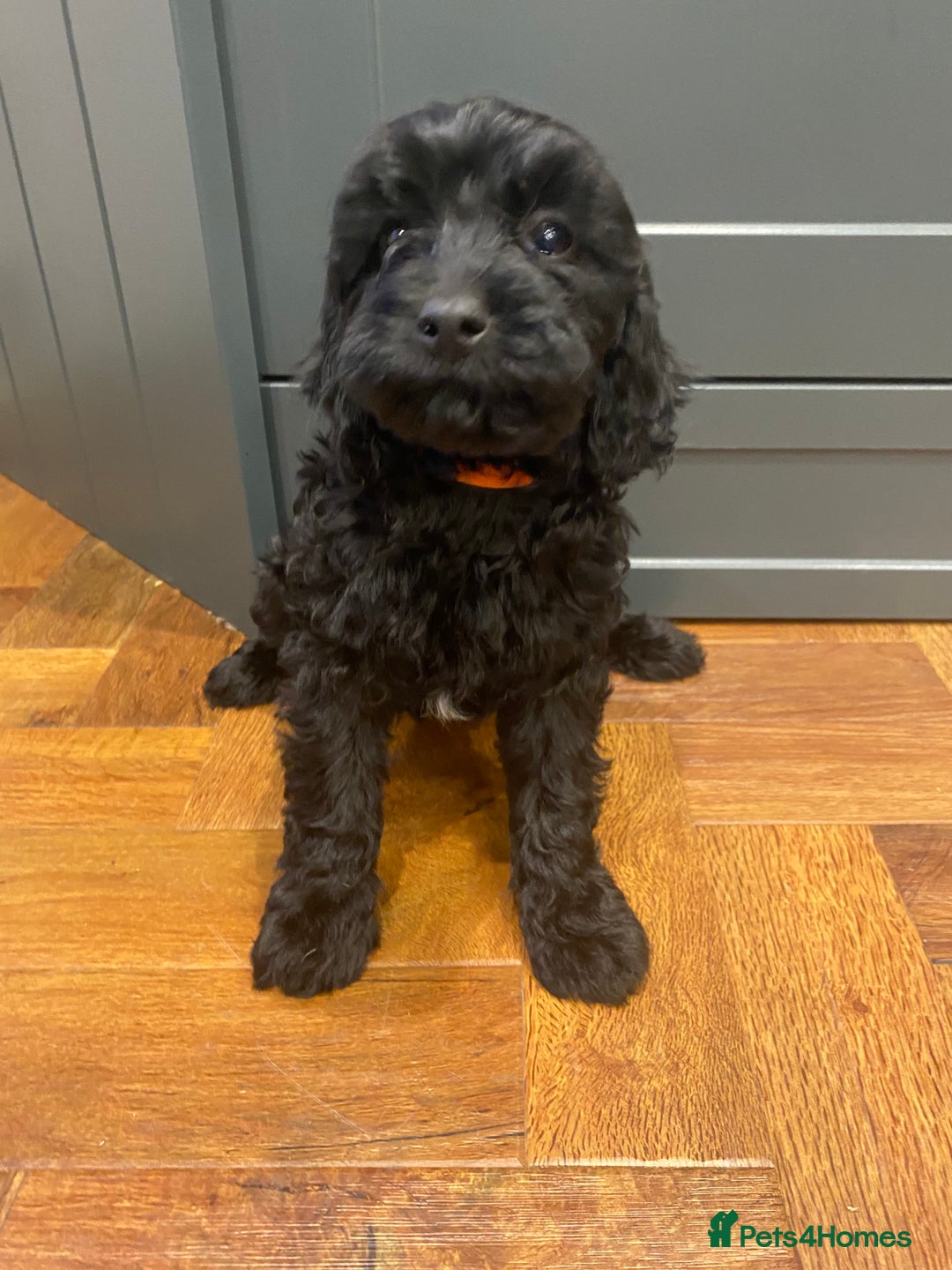 Cavapoochon dogs for sale: Gorgeous litter of Cavapoochon  - Image 14