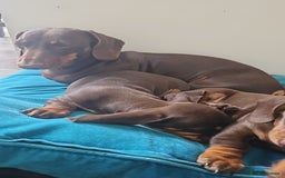 Miniature Dachshund dogs for sale: Puppy 1 boy Black & Tan  - Image 4