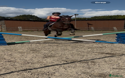 Irish Sports horses for sale: Teens horse / mother / daughter share - Image 18