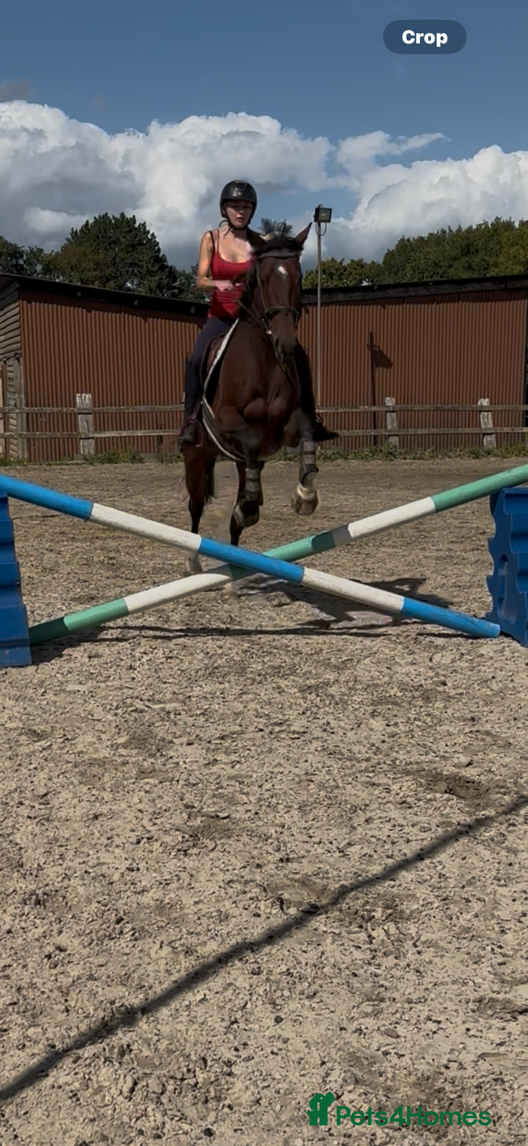 Irish Sports horses for sale: Teens horse / mother / daughter share - Image 18