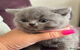British Shorthair cats for sale: pedigree GCCF kittens available in 2 weeks time! - Image 11