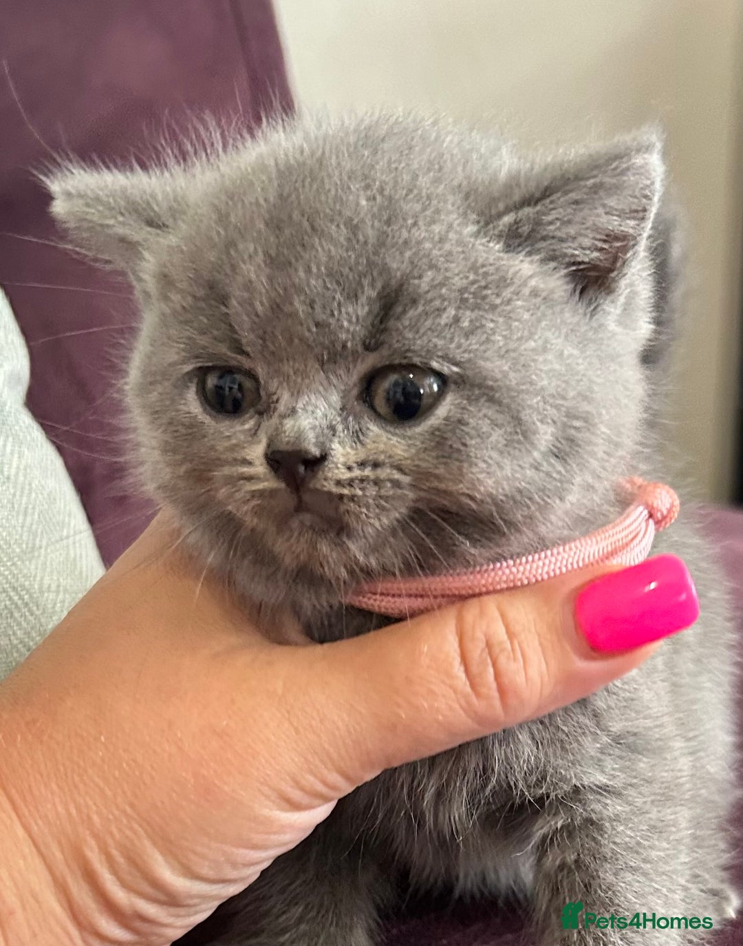 British Shorthair cats for sale: pedigree GCCF kittens available in 2 weeks time! - Image 11