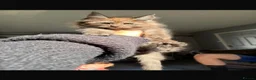Maine Coon cats for sale: READY TO GO🏡🏡 Gaint mainecoon babies - Advert 16