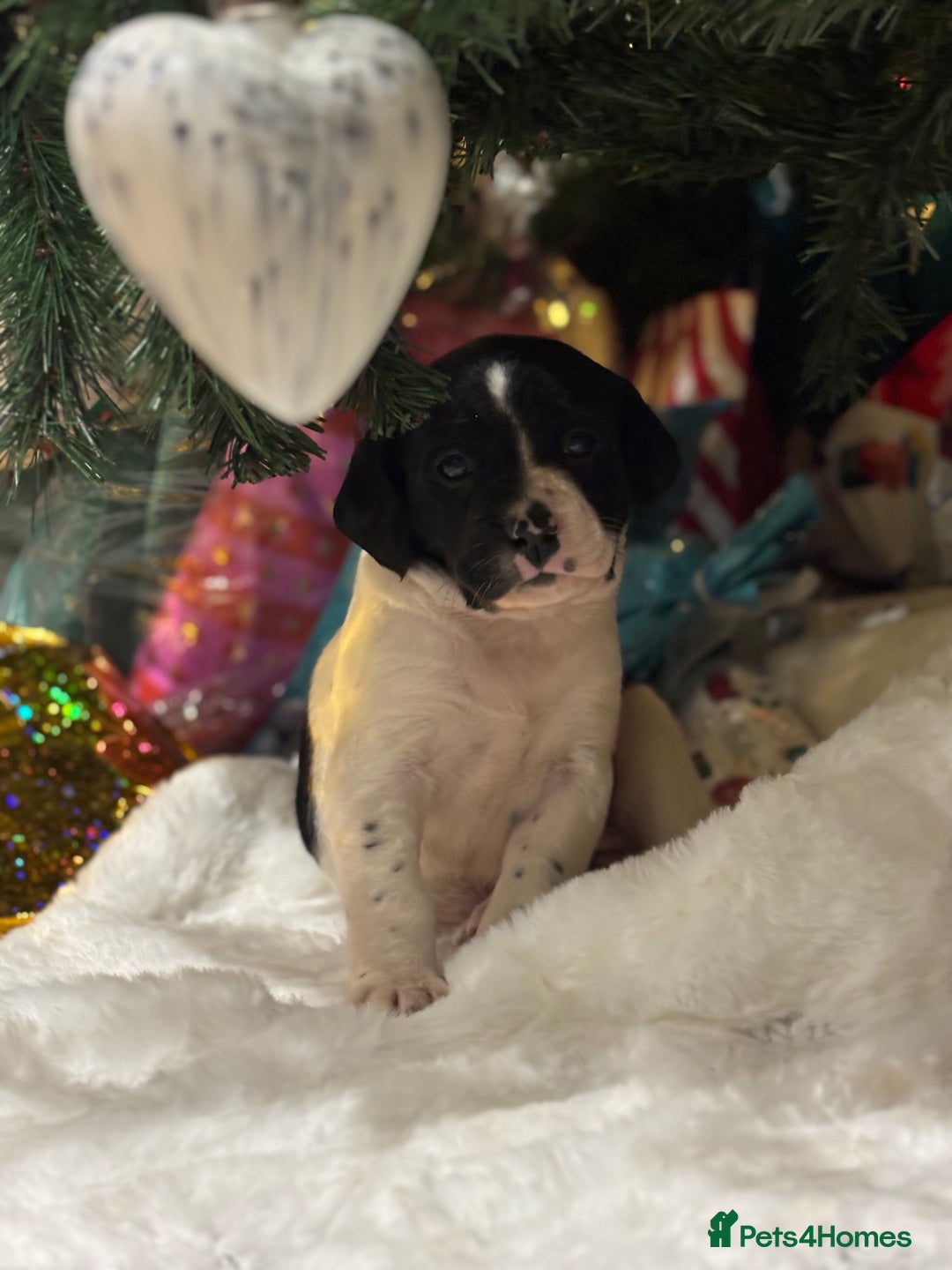 Springador dogs for sale: Springador Puppies - Advert 20