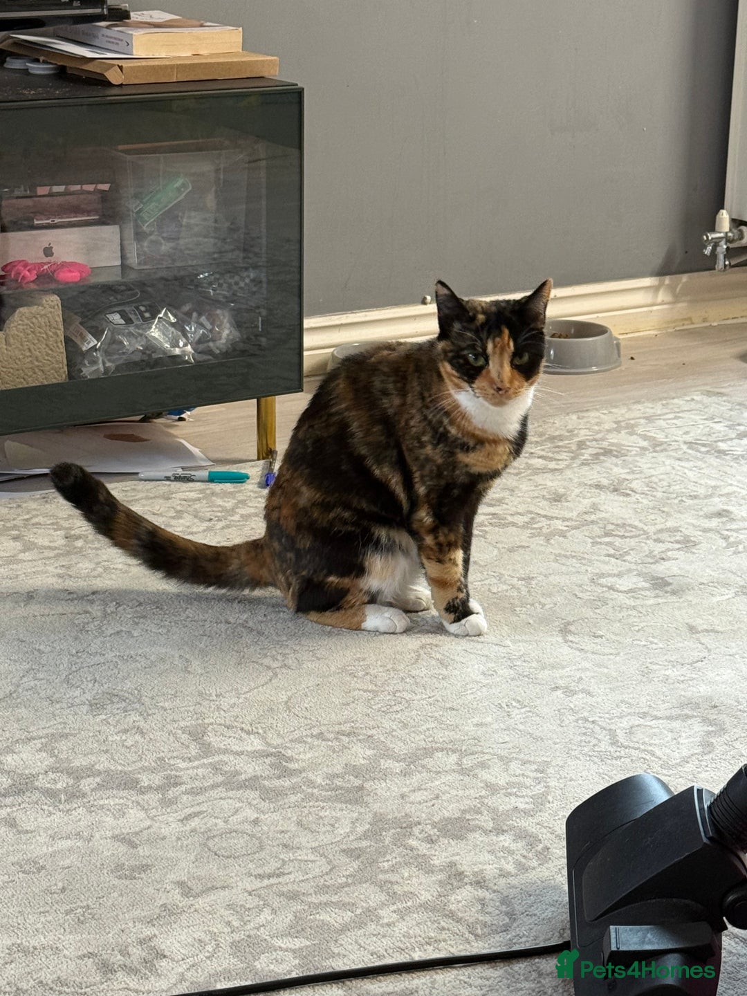 Mixed Breed cats for sale: Male and Female cat for free in Didcot - Image 2