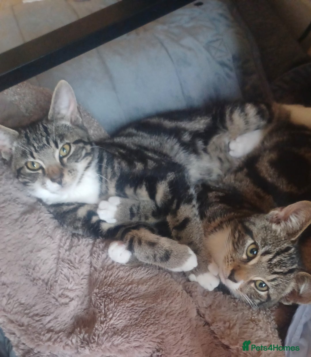 Mixed Breed cats for sale: Brothers looking for a home together - Image 4