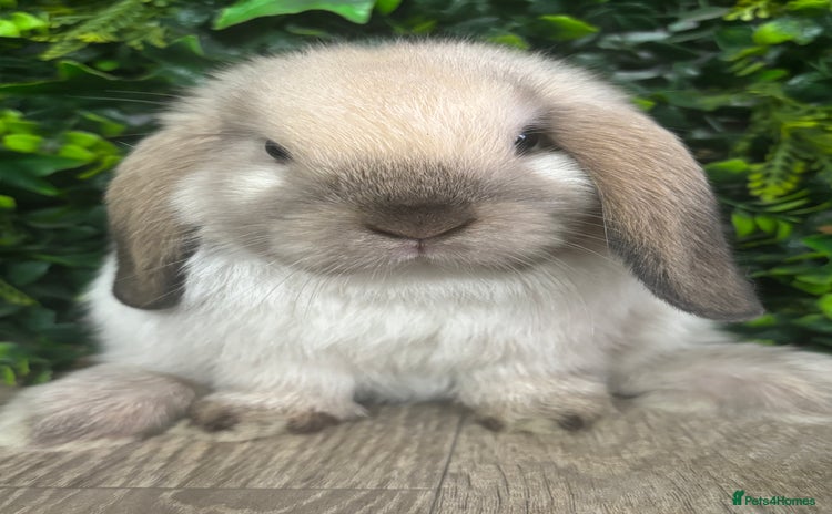 Mini Lop rabbits - Advert 3
