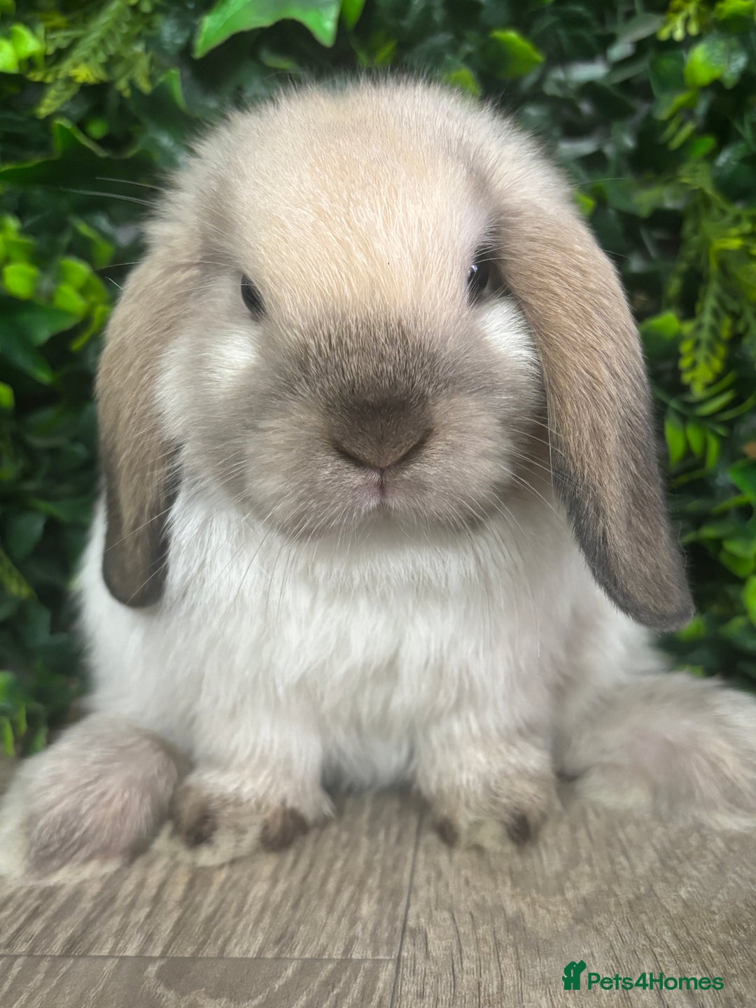 Mini Lop rabbits for sale: BEAUTIFUL BABY MINI LOP BUNNIES  - Image 1