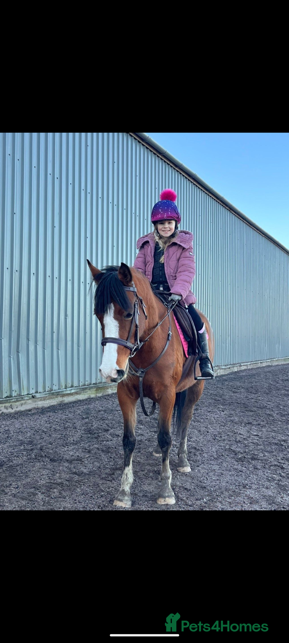 Welsh Section D horses Welsh D X Arab 4 year old - Advert 2