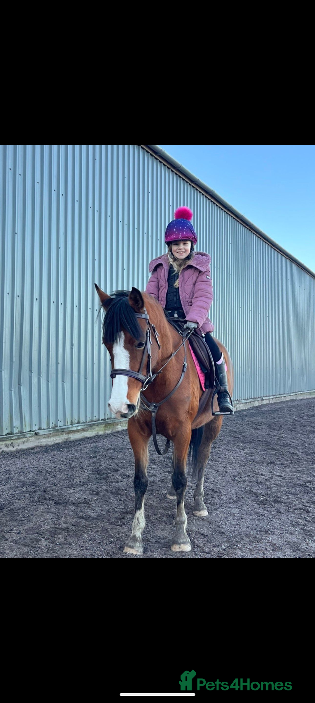 Welsh Section D horses for sale: Welsh D X Arab 4 year old - Advert 1